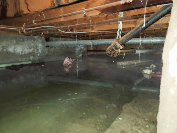 Best Local water damage restoration  in Arnold Line, MS